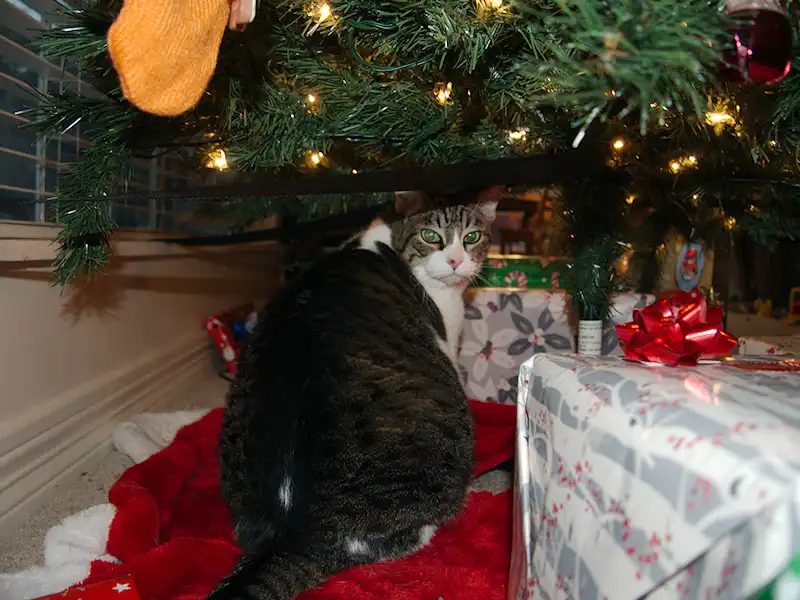 Where is Mine?